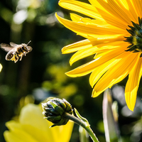 OWMA releases guide to protect pollinators at waste management sites