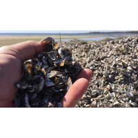 Larval Stage Zebra Mussel Found in Shoal Lake, Ontario