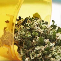 Missouri Medical Cannabis Trade Association Endorse Amendment 2