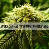 The Minimum Every Cannabis CEO Must Understand About Finance
