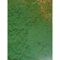Blue green algae reported on Granite Lake