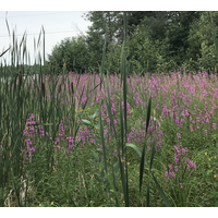 From purple to green; volunteers tackle removal of purple loosestrife