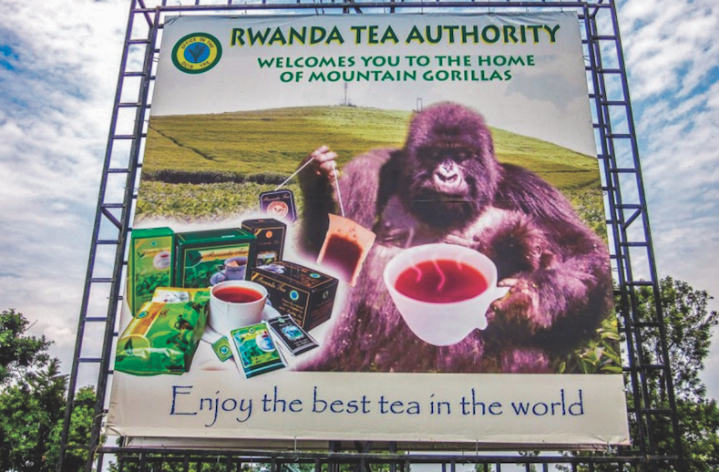 Gorilla on billboard with tea