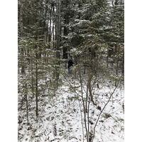 Whiskey Jack and Kenora Forest Review Update