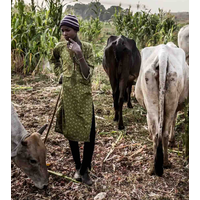 From the Guardian: Nigeria cattle crisis: how drought and urbanisation led to deadly land grabs