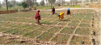 women planting crops