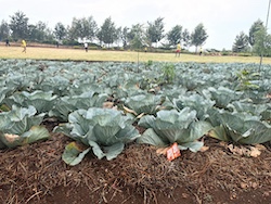 cabbage growing