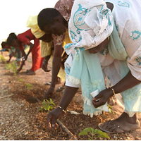Peace Corps Week: Climate Change and Agriculture in Senegal