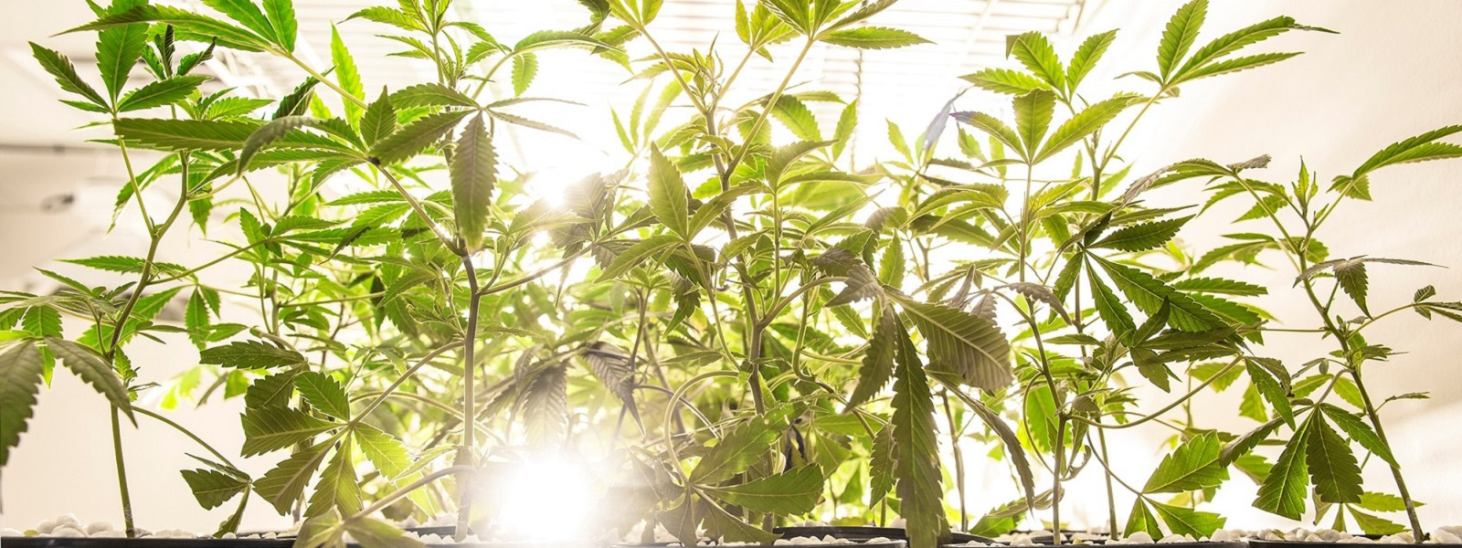 MoCannTrade medical cannabis grow plants